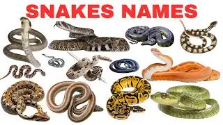 20 Amazing Snakes for Kids | Learn Snake Names | Reptiles & Creepy Crawlering Animal Sounds for Kids