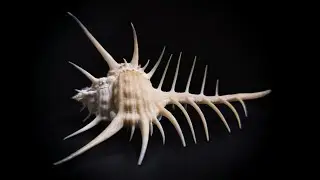 Murex ternispina