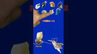 Matching Parrot Head using Paper Puzzle | Matching Puzzle Pieces | Puzzle Me #shorts