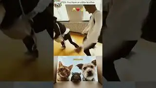 POV: You have an older brother 🗿 #shorts #funny #trending #cat #dog #rat