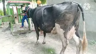 Khangas diary Farm near Rara Sahib ,Ram Singh Hoof trimmer kila Hans 9814782933,9815552933,18-9-2025