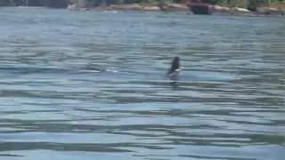 Orca Super Pod Salmon Fishing in Juan de Fuca Strait near Sooke BC Canada