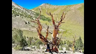 Boundary Peak - Nevada&rsquo;s Highpoint & a Mind-Blowing Ancient Tree