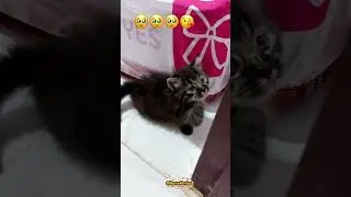 Time passes so fast.&rdquo; #shorts #cat #funnycats
