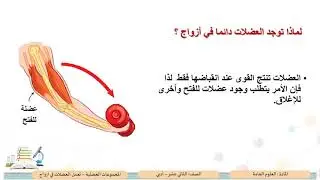 الصف الثاني عشر   المسار الأدبي   العلوم   المجموعات العضلية   تعمل العضلات في أزواج