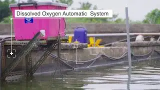 AI+IoT Shrimp Farming