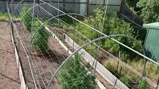 Enter the HiGrade Garden