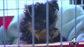 Battle over pet stores heating up in Florida Capitol