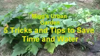 5 Tips and Tricks to Save Time, Water & Money--Migg's Urban Garden