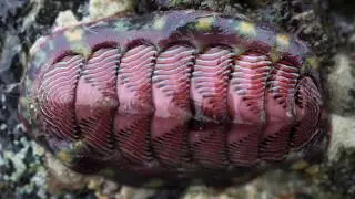 Filum Mollusca Kelas Polyplacophora