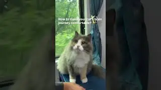 How to keep your kitty cat comfortable during long journeys (see tips in description) 🐱 #cats