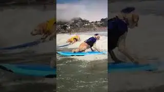 World Dog Surfing Championships 2023