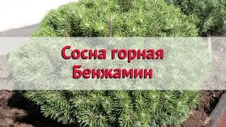 Сосна горная Бенжамин 🌿 Обзор: посадка и уход. саженцы сосны Бенжамин: описание и особенности