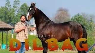 MARWARI HORSE II STALLION DILBAG RANIA II MANN HORSE PHOTOGRAPHY