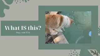She walked around the pool… For science | Puppy Vlog | Collie Capers
