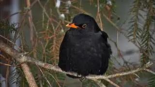Mustarastas