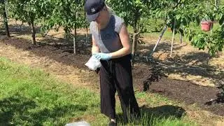 Monitoring for SWD at the Plum Demonstration Centre