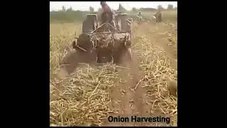 "Onion Bounty: Harvesting Tips & Tricks"