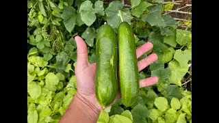 Soil Vs Hydroponic 07 - Can You Taste The Difference - Diva Cucumber