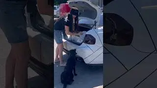 Homeless Hungry Dog With Sad Eyes Begs for Food #straydogs #dog #animalrescue #hungrydog