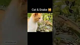 Cat Vs Snake Fight Slow Motion #cat #snake #catsnake #shorts
