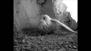 What Happens in a Barn Owl Nest at Night? | Discover Wildlife | Robert E Fuller
