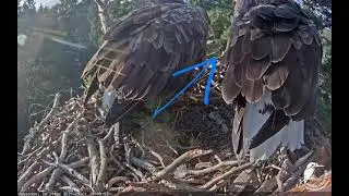 Jūras ērgļi_White-tailed eagles Silva and Sliter banish the young eagle (3 CY)  from the nest
