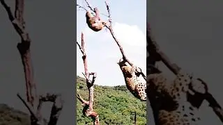 JAGUAR Cazando a un OSO PEREZOSO 🦥