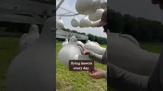 PURPLE MARTIN NEST CHECK