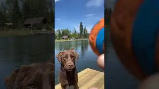 Let&rsquo;s play fetch in the lake. #pets #fun #labrador #dog #dogs #labrador #lake #chuckit #lab