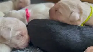 River Stone | Olive x Boris | 1-week-old British Labrador Puppies
