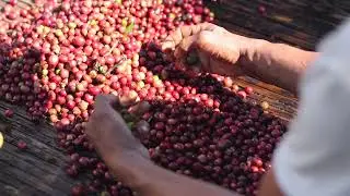 Aroma Route - Sorting of Coffee