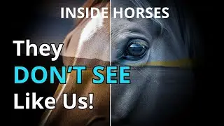The SHOCKING TRUTH About How HORSES SEE The World