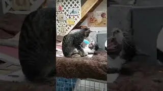 kitten butt attack