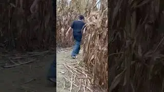 Corn Maze 2023