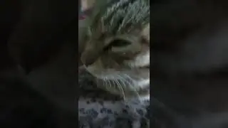 uts uts uts picyboo picboo picyboo cat.       #cat #utsuts #samarqand #animalcat #kitten #cats