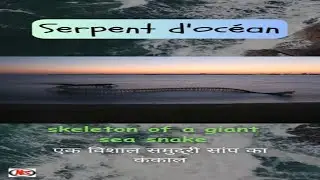एक विशाल समुद्री साँप का कंकाल | skeleton of a giant sea snake #short #shorts #shortsfeed