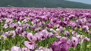 罌粟花田Mohnblumenfeld