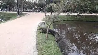 Asian Water Monitor - Kabaragoya 🇱🇰🐊