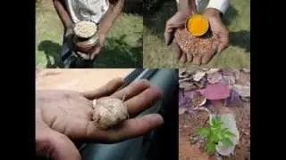 Medicinal Rice P5O Formulations for Manisuris Excess: Pankaj Oudhia's Medicinal Plant Database