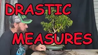 Inducing shoots on Ficus benjamina Root over Rock bonsai.