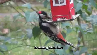Woodpecker Characteristics.
