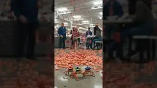 Mariachi Crabs vs. Costco Shrimp Rain (Episode 2) 🦀💃🦐 | The Bucket of Ice Incident