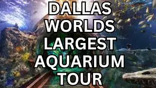 Dallas World Aquarium Tour  - HIGH DEF 4K Walk through - Dallas, TX - Fish & Animals - Biggest