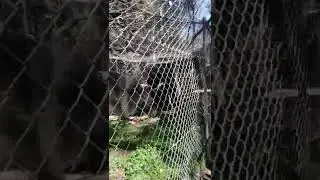 Peel Zoo, Pinjara