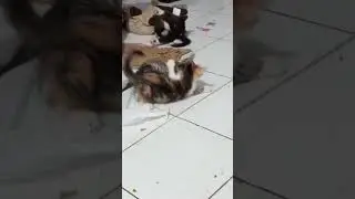 sibuk