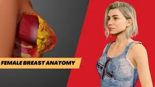 Female Breast Anatomy