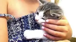 Eivor kattmammans lockrop för kattunge med purr, chirp och små mjau,  thrills