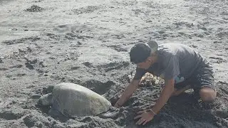 Why Sea Turtles Are Endangered (it's not plastic straws) 