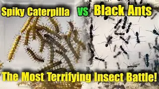 Spiky Caterpillar vs Black Ants &ndash; The Most Terrifying Insect Battle!